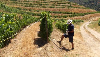 BioFAO na Viticultura Portuguesa