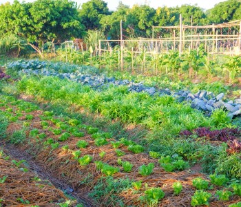 Biodiversidade, a chave para o equilíbrio