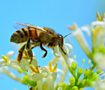 Apicultura orgânica