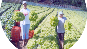 Instalação de campos experimentais em Nova Friburgo (RJ)