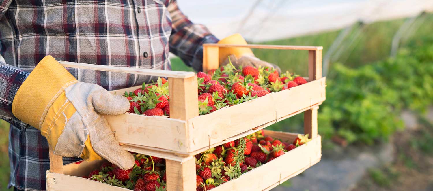 Por um novo olhar na produção de alimentos